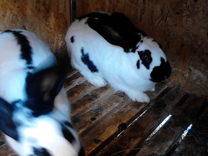 Pestrite productie proprie 2014