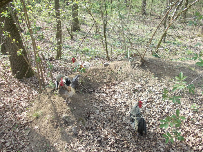 DSCN4038 - 3 Vadaspark - Nyiregyhazi