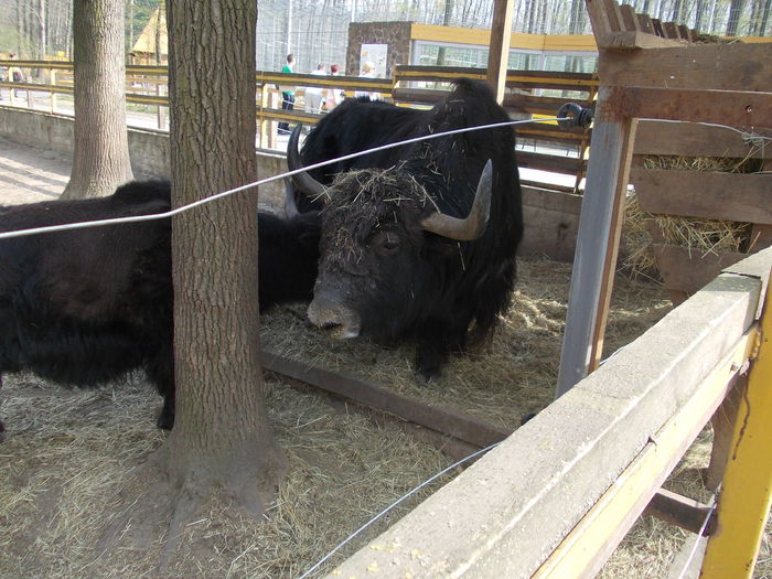 DSCN4039 - 3 Vadaspark - Nyiregyhazi