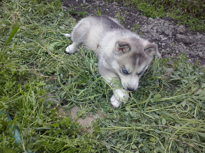 CAM01026 - Catelusa Husky Maya