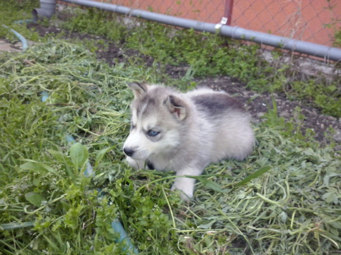 CAM01024 - Catelusa Husky Maya