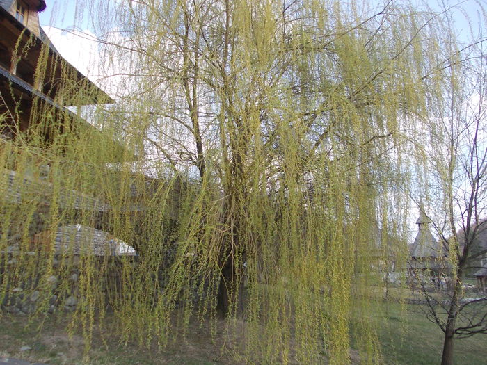 DSCN4314