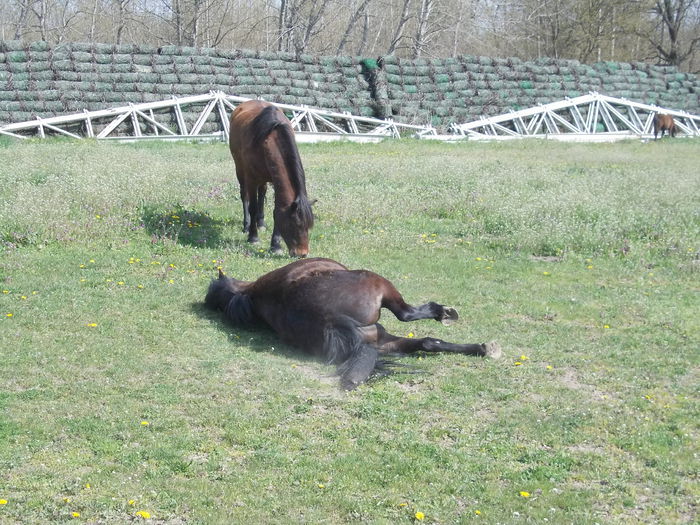 DSCN4662 - 8 Roszaly