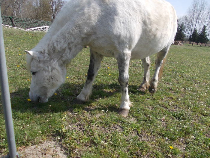 DSCN4669 - 8 Roszaly