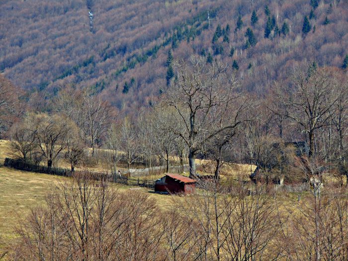 DSC06716 - Poze natura