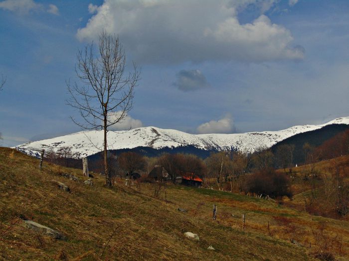 DSC06718 - Poze natura