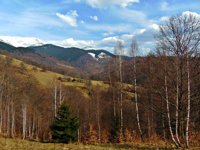 DSC06719 - Poze natura