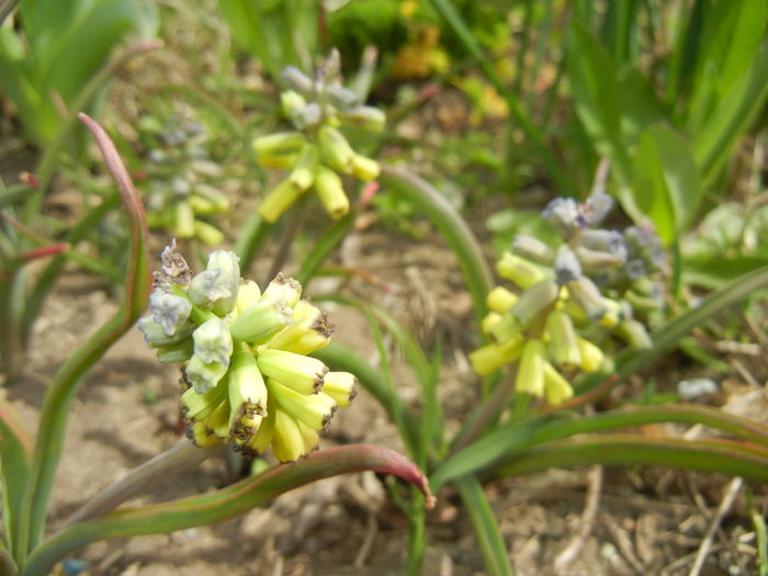 Muscari Golden Fragrance (2015, Apr.18) - Muscari Golden Fragrance