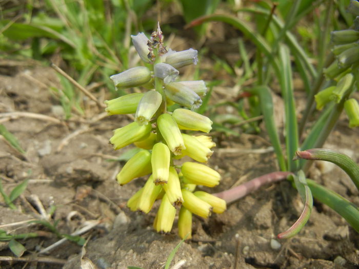 Muscari Golden Fragrance (2015, Apr.18) - Muscari Golden Fragrance