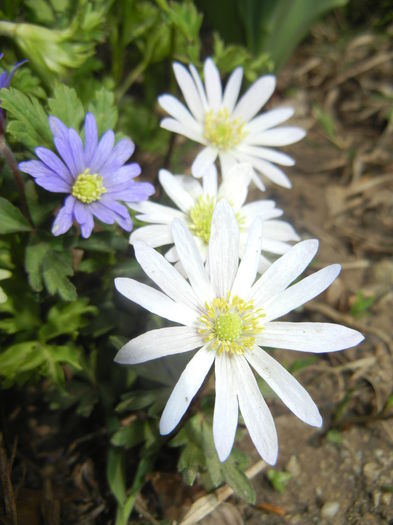 Anemone White Splendour (2015, Apr.18) - Anemone White Splendour