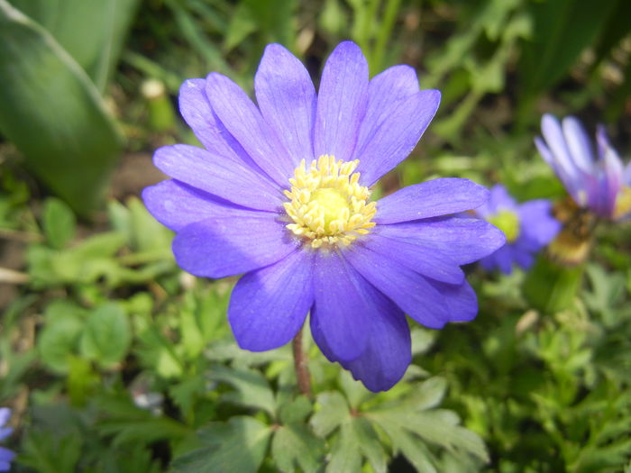 Anemone Blue Shades (2015, April 18) - Anemone Blue Shades