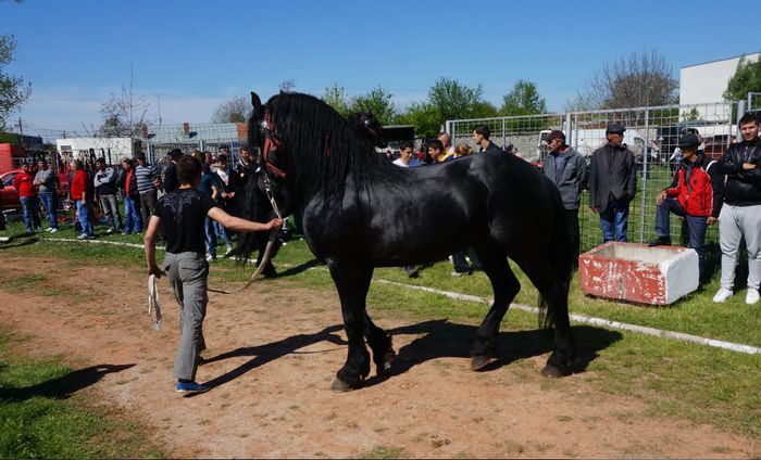 Screenshot - 4_24_2015 , 17_49_42 - u EXPO CABALINA MIZIL PRAHOVA