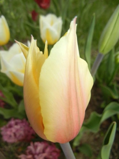 Tulipa Blushing Lady (2015, April 15) - Tulipa Blushing Lady