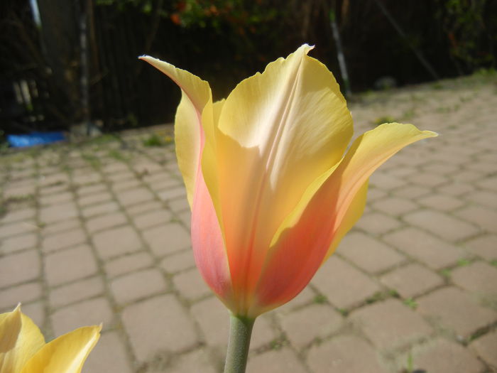 Tulipa Blushing Lady (2015, April 16) - Tulipa Blushing Lady