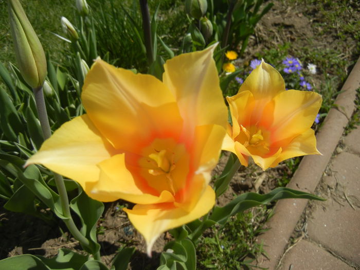 Tulipa Blushing Lady (2015, April 16) - Tulipa Blushing Lady