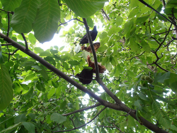 P7290271 - CALEIDOSCOP