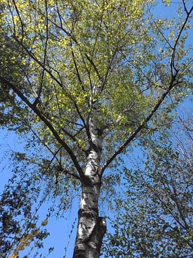 P4230150 - CALEIDOSCOP