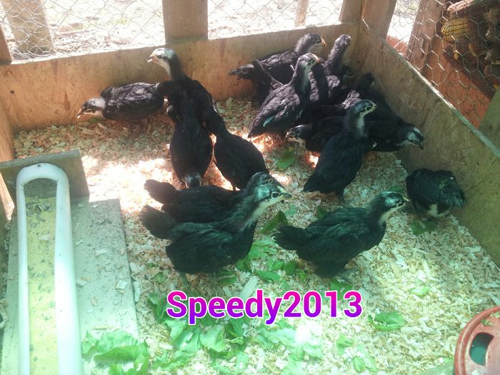 20150424 - Pui australorp seria 1 - Pui Australorp negru  2015 - Seria 1