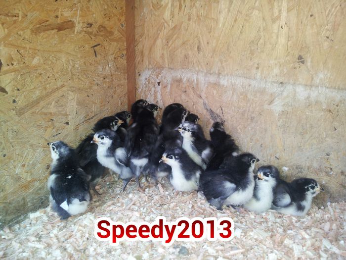 20150424_ Australorp seria 2-2015 - Pui Australorp negru 2015 - Seria 2