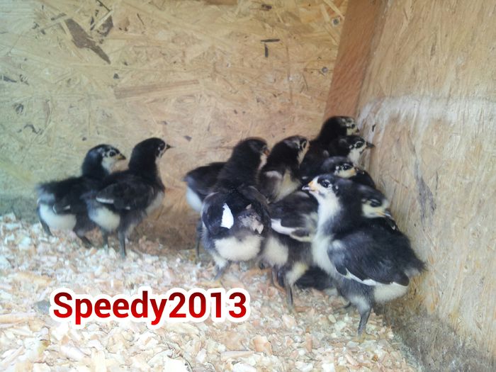 20150424_ Australorp pui 2015 seria 2 - Pui Australorp negru 2015 - Seria 2