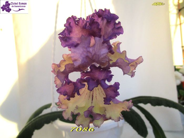 7086(25-04-2015) - Streptocarpusi 2015
