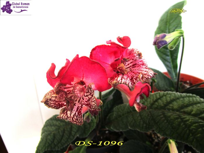 DS-1096(25-04-2015) - Streptocarpusi 2015
