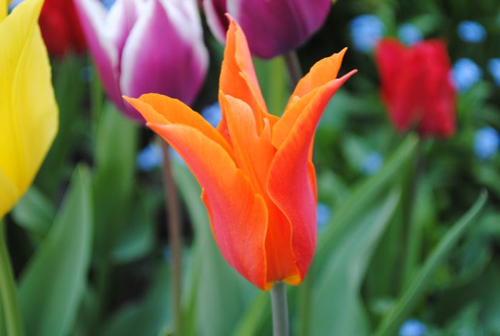 lalea lily flowered ballerina - 2015 plantele mele