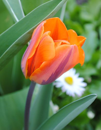 lalea Rembrandt - 2015 plantele mele