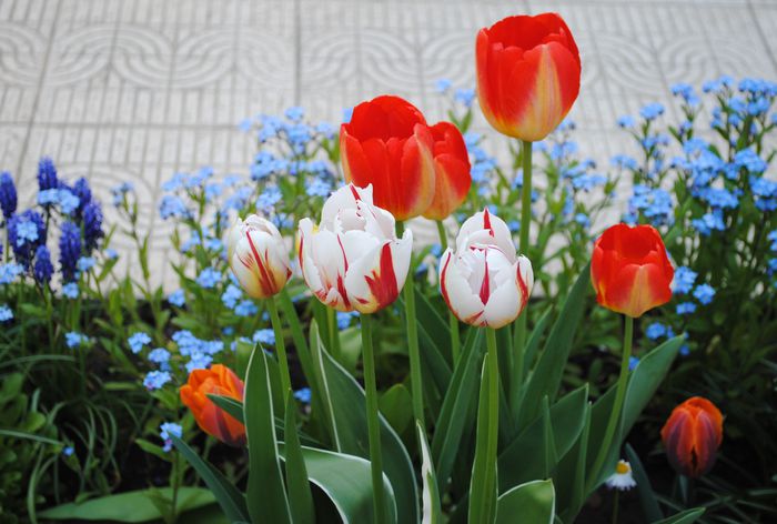  - 2015 plantele mele