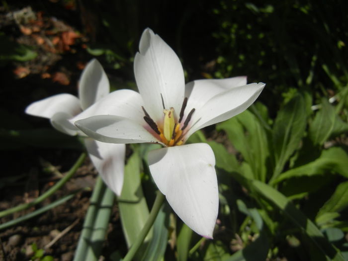 Tulipa Peppermint Stick (2015, April 17) - Tulipa Peppermint Stick