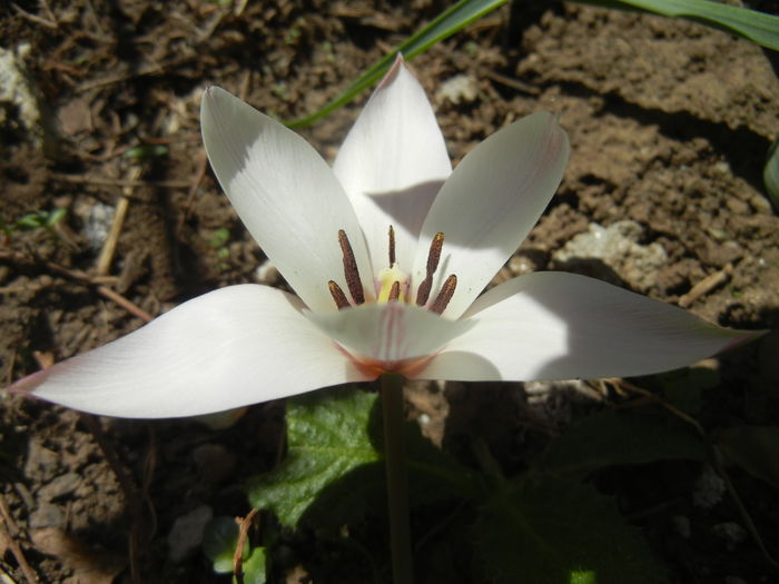 Tulipa Peppermint Stick (2015, April 17)