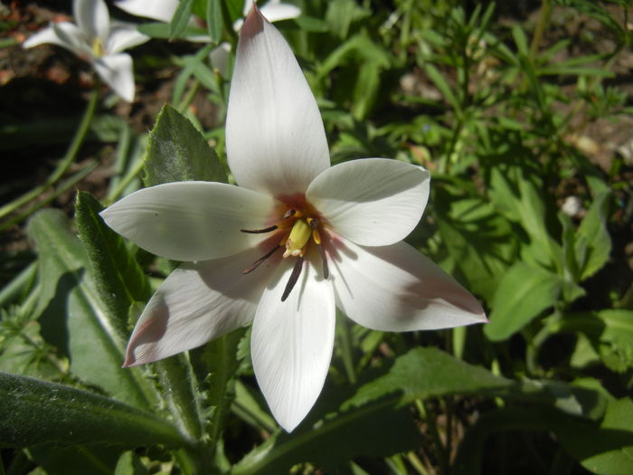 Tulipa Peppermint Stick (2015, April 17)
