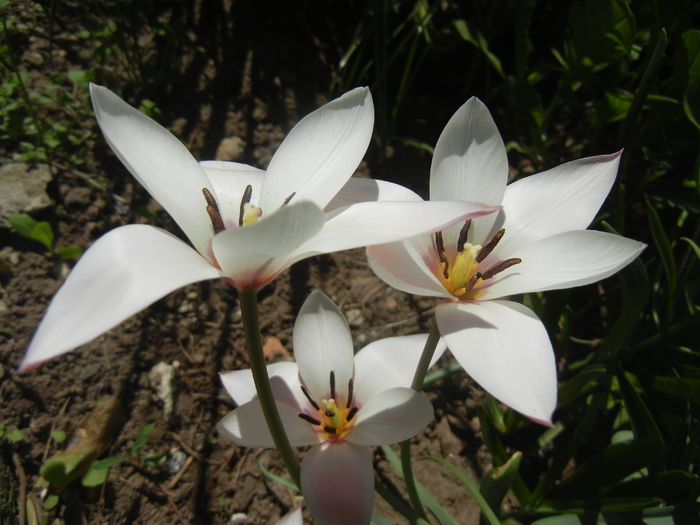 Tulipa Peppermint Stick (2015, April 17)