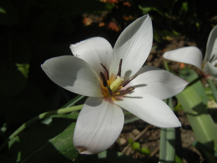 Tulipa Peppermint Stick (2015, April 17)