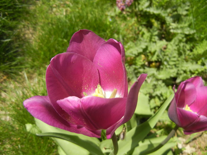 Tulipa Purple Flag (2015, April 17)