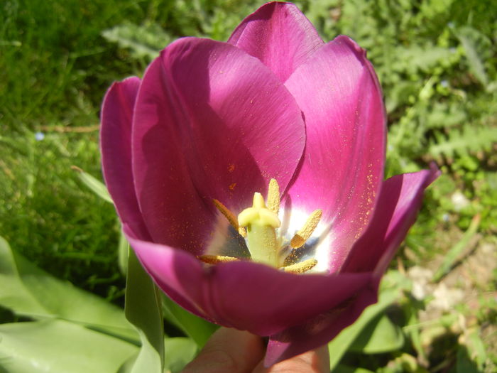 Tulipa Purple Flag (2015, April 17)