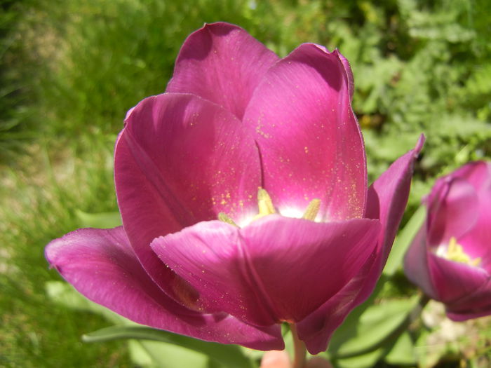 Tulipa Purple Flag (2015, April 17)