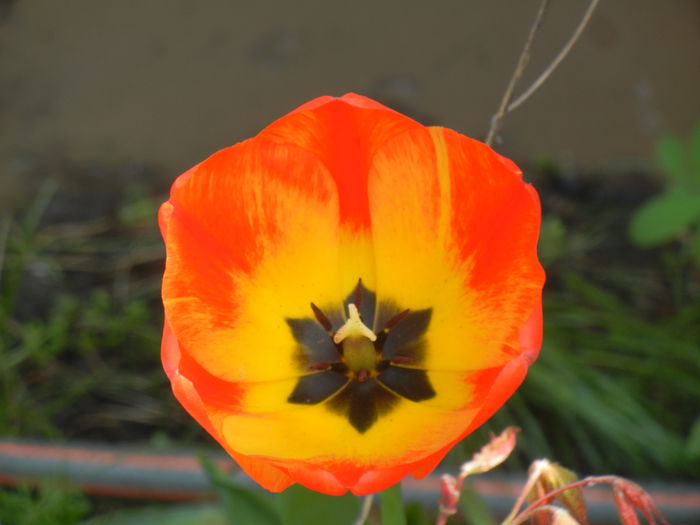 Tulipa Orange Bowl (2014, April 17)