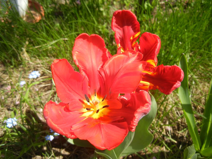 Tulipa Rococo (2015, April 17)