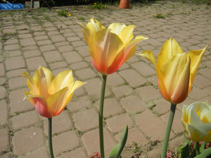 Tulipa Blushing Lady (2015, April 17)