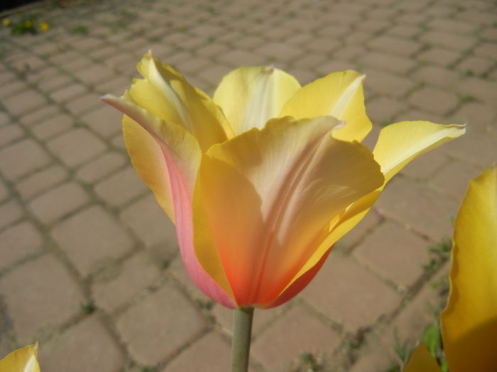Tulipa Blushing Lady (2015, April 17) - Tulipa Blushing Lady