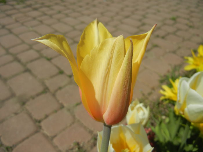 Tulipa Blushing Lady (2015, April 17) - Tulipa Blushing Lady