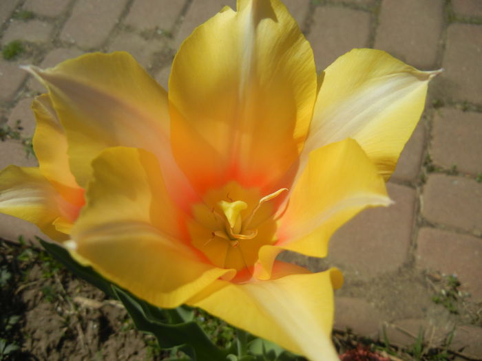 Tulipa Blushing Lady (2015, April 17) - Tulipa Blushing Lady