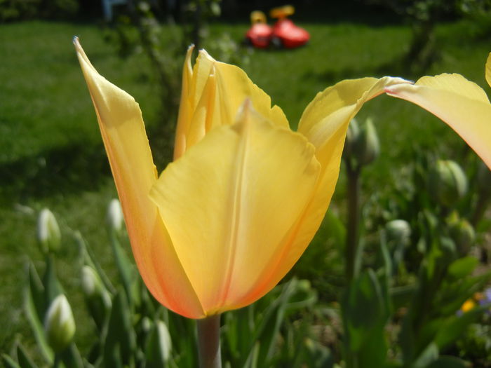 Tulipa Blushing Lady (2015, April 17)