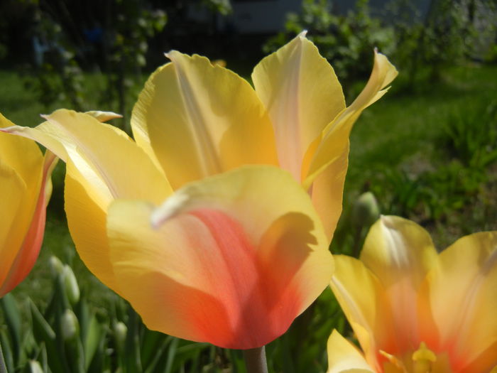 Tulipa Blushing Lady (2015, April 17)