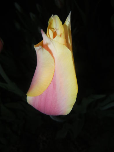 Tulipa Blushing Lady (2015, April 17) - Tulipa Blushing Lady