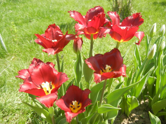 Tulipa Pacific Pearl (2015, April 17)