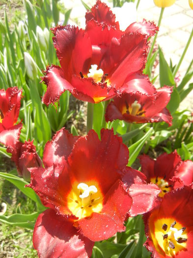 Tulipa Pacific Pearl (2015, April 17) - Tulipa Pacific Pearl