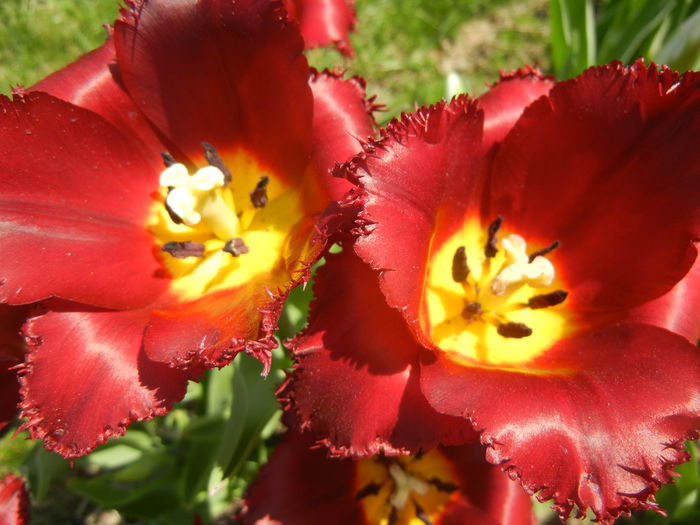 Tulipa Pacific Pearl (2015, April 17) - Tulipa Pacific Pearl