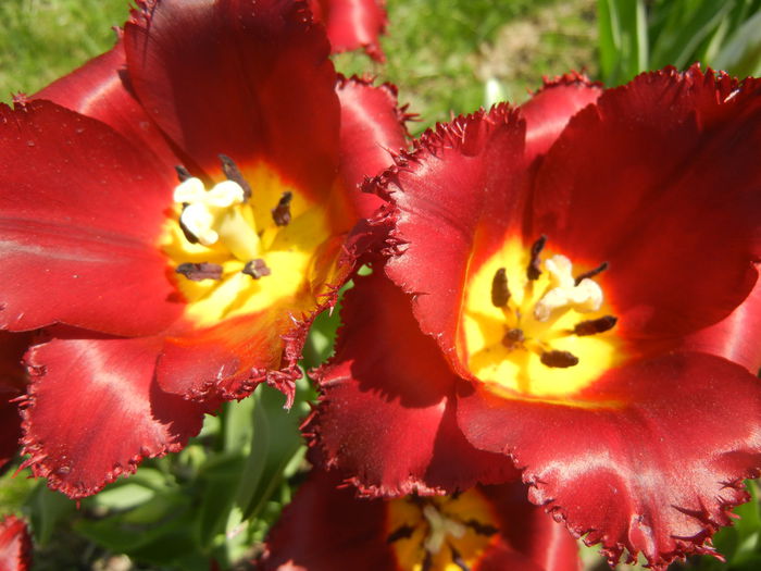 Tulipa Pacific Pearl (2015, April 17)